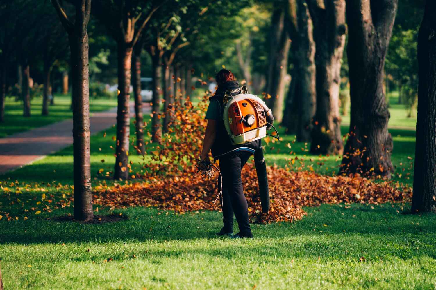 Trusted Palmyra, MO Tree Service Experts